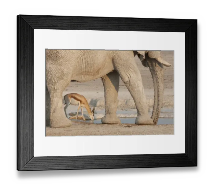 Framed Print : Africa, Namibia, Etosha National Park, Nebrowni Waterhole