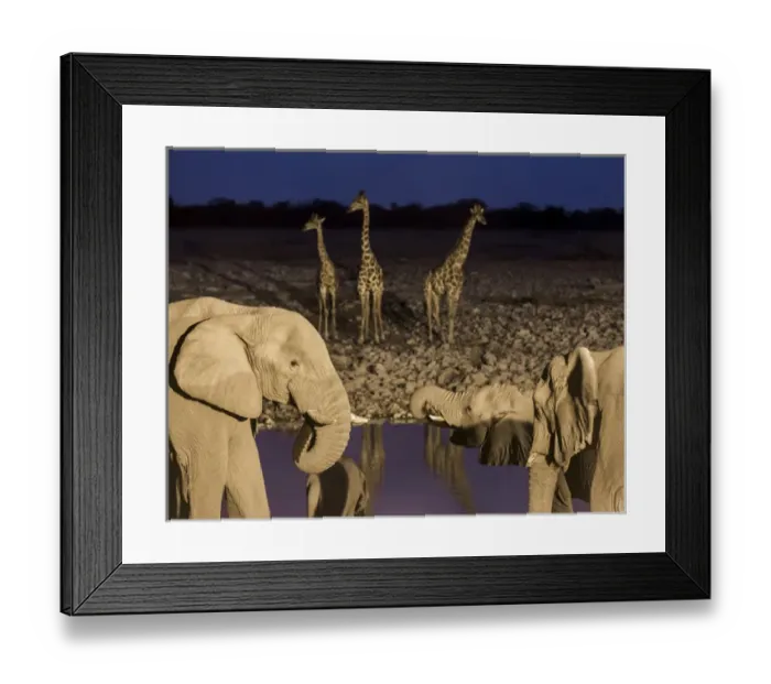 Framed Print : Africa, Namibia, Etosha National Park. Elephants and giraffes at waterhole at dusk Framed Print : Africa, Namibia, Etosha National Park. Elephants and giraffes at waterhole at dusk