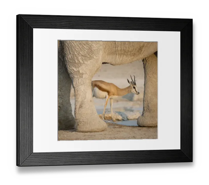 Framed Print : Africa, Namibia, Etosha National Park, Nebrowni Waterhole. Springbok framed by elephants legs