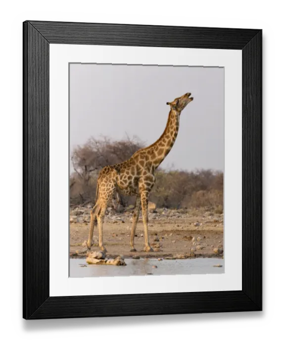 Framed Print : Africa, Namibia, Etosha National Park, Klein Namutoni Waterhole Framed Print : Africa, Namibia, Etosha National Park, Klein Namutoni Waterhole