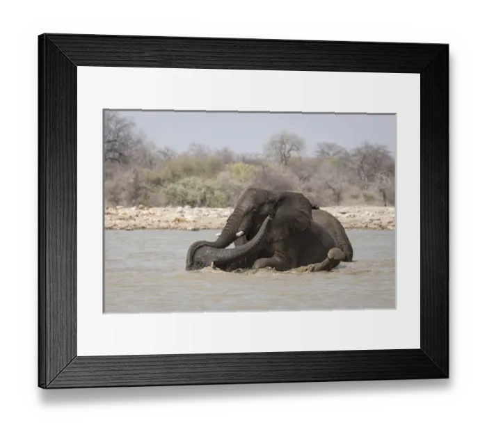 Framed Print : Africa, Namibia, Etosha National Park, Klein Namutoni Waterhole. Two elephants bathing Framed Print : Africa, Namibia, Etosha National Park, Klein Namutoni Waterhole. Two elephants bathing