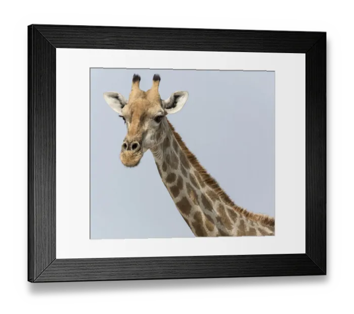 Framed Print : Africa, Namibia, Etosha National Park, Klein Namutoni Waterhole. Portrait of a giraffe