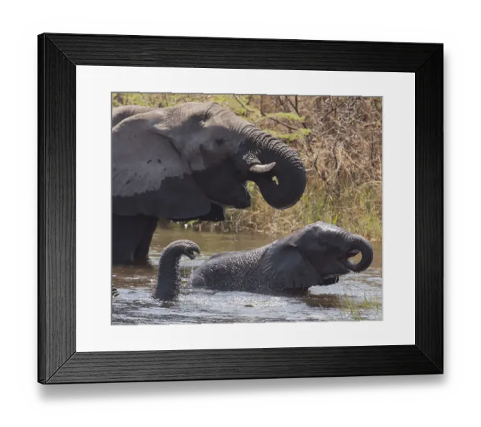 Framed Print : Africa, Namibia, Caprivi, Mudumu National Park. Elephants bathing and drinking. Credit as Framed Print : Africa, Namibia, Caprivi, Mudumu National Park. Elephants bathing and drinking. Credit as