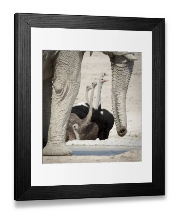 Framed Print : Africa, Namibia, Etosha National Park, Nebrowni Waterhole. Ostriches framed by elephants legs Framed Print : Africa, Namibia, Etosha National Park, Nebrowni Waterhole. Ostriches framed by elephants legs