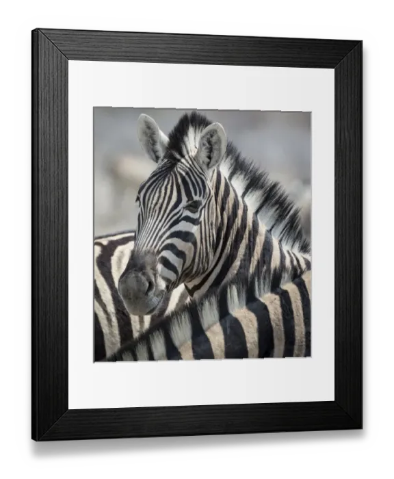 Framed Print : Africa, Namibia, Etosha National Park, Reitfontain Waterhole Framed Print : Africa, Namibia, Etosha National Park, Reitfontain Waterhole