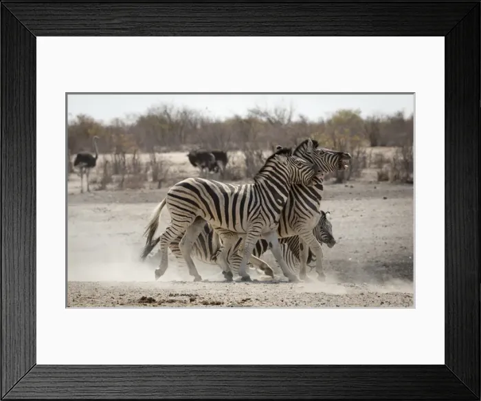 Framed Print : Africa, Namibia, Etosha National Park, Tobieroen Waterhole. Two zebras play fighting