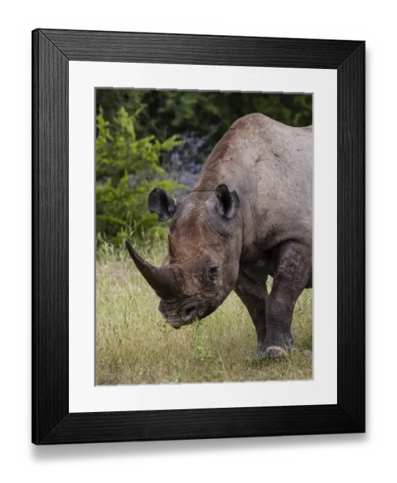 Framed Print : Africa, Namibia, Etosha National Park. Head and shoulders of rhinoceros grazing on grass Framed Print : Africa, Namibia, Etosha National Park. Head and shoulders of rhinoceros grazing on grass