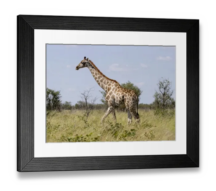 Framed Print : Africa, Namibia, Etosha National Park. Giraffe walking through grasses. Credit as Framed Print : Africa, Namibia, Etosha National Park. Giraffe walking through grasses. Credit as