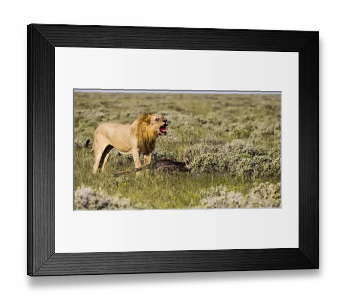 Framed Print : Africa, Namibia, Etosha National Park. Male lion roars over carcass of wildebeest Framed Print : Africa, Namibia, Etosha National Park. Male lion roars over carcass of wildebeest