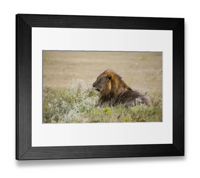 Framed Print : Africa, Namibia, Etosha National Park. Adult male lion resting Framed Print : Africa, Namibia, Etosha National Park. Adult male lion resting