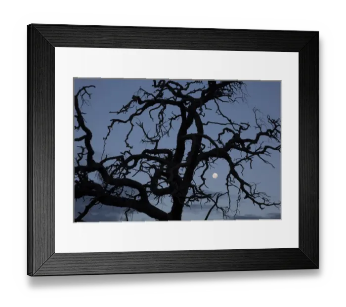 Framed Print : Africa, Namibia. Tree silhouette and full moon Framed Print : Africa, Namibia. Tree silhouette and full moon