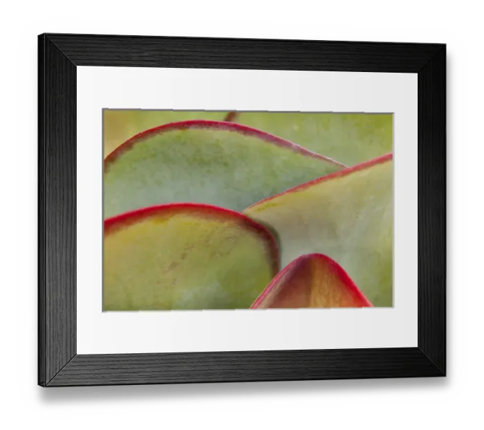 Framed Print : Africa, Namibia, Windhoek. Close-up of succulent leaves