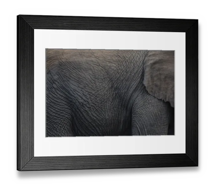 Framed Print : Africa, Namibia, Etosha National Park. Textured hide of elephant Framed Print : Africa, Namibia, Etosha National Park. Textured hide of elephant