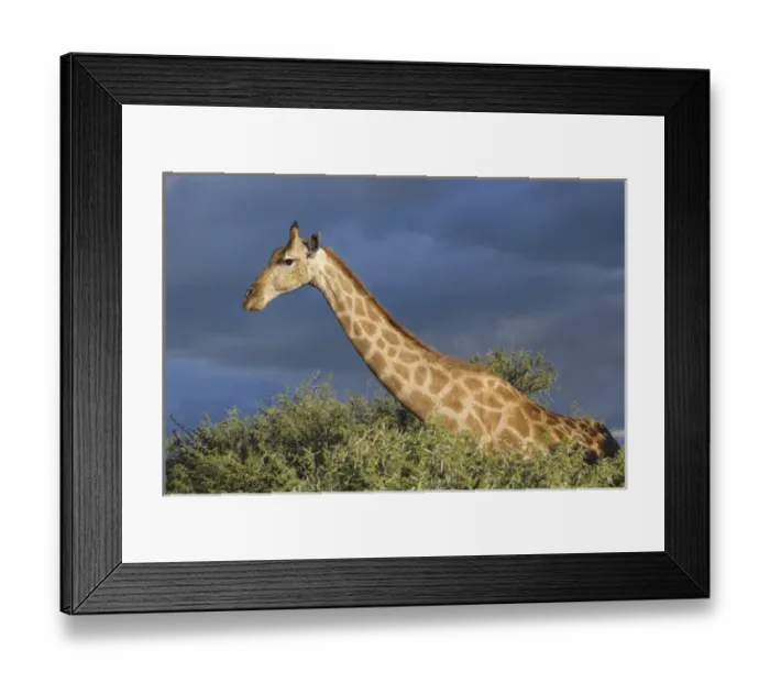 Framed Print : Africa, Namibia, Etosha National Park. Giraffe in camel thorn tree