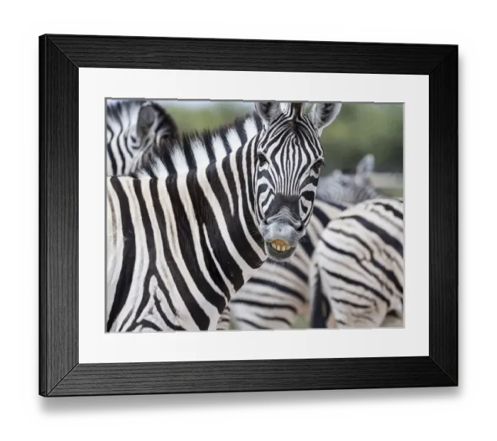Framed Print : Africa, Namibia, Etosha National Park. Zebra looking at camera Framed Print : Africa, Namibia, Etosha National Park. Zebra looking at camera