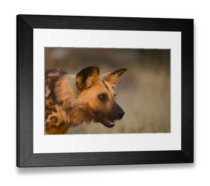 Framed Print : Africa, Namibia. Wild dog portrait. Credit as: Jim Zuckerman / Jaynes Gallery / DanitaDelimont Framed Print : Africa, Namibia. Wild dog portrait. Credit as: Jim Zuckerman / Jaynes Gallery / DanitaDelimont