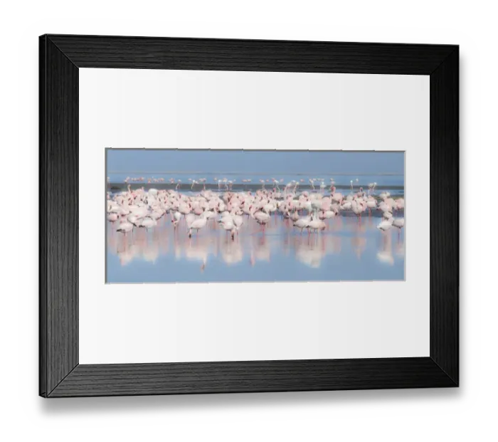 Framed Print : Africa, Namibia, Walvis Bay. Group of greater flamingos Framed Print : Africa, Namibia, Walvis Bay. Group of greater flamingos