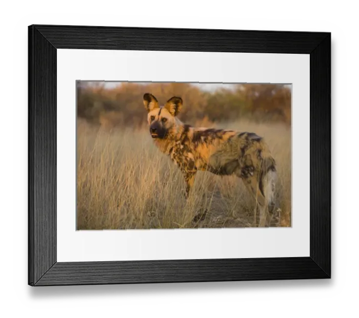 Framed Print : Africa, Namibia. Wild dog close-up. Credit as: Jim Zuckerman / Jaynes Gallery / DanitaDelimont Framed Print : Africa, Namibia. Wild dog close-up. Credit as: Jim Zuckerman / Jaynes Gallery / DanitaDelimont