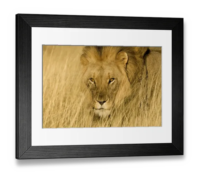 Framed Print : Africa, Namibia. Male lion in dry grass. Credit as: Jim Zuckerman / Jaynes Gallery / DanitaDelimont Framed Print : Africa, Namibia. Male lion in dry grass. Credit as: Jim Zuckerman / Jaynes Gallery / DanitaDelimont