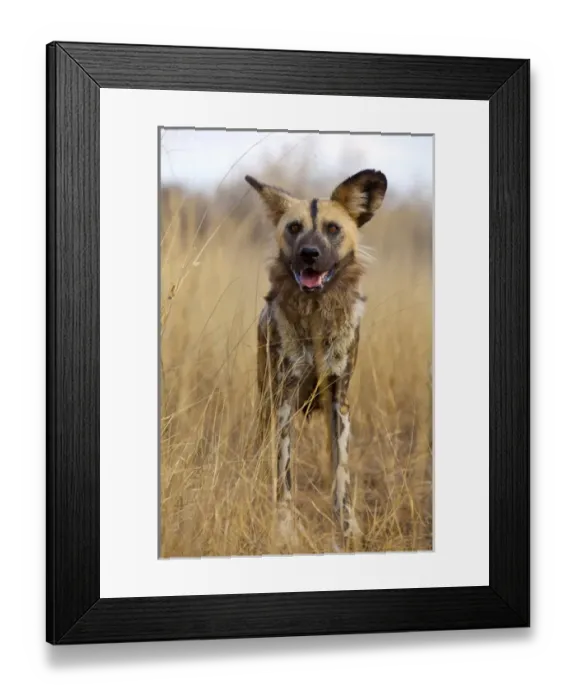 Framed Print : Africa, Namibia. Wild dog close-up. Credit as: Jim Zuckerman / Jaynes Gallery / DanitaDelimont Framed Print : Africa, Namibia. Wild dog close-up. Credit as: Jim Zuckerman / Jaynes Gallery / DanitaDelimont
