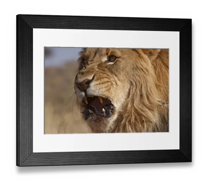 Framed Print : Africa, Namibia. Male lion, Namibia Credit as: Jim Zuckerman / Jaynes Gallery / DanitaDelimont Framed Print : Africa, Namibia. Male lion, Namibia Credit as: Jim Zuckerman / Jaynes Gallery / DanitaDelimont