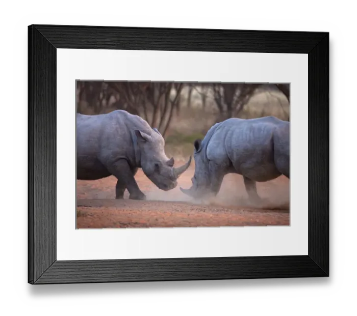Framed Print : Africa, Namibia. White rhinos fighting. Credit as: Jim Zuckerman / Jaynes Gallery / DanitaDelimont Framed Print : Africa, Namibia. White rhinos fighting. Credit as: Jim Zuckerman / Jaynes Gallery / DanitaDelimont