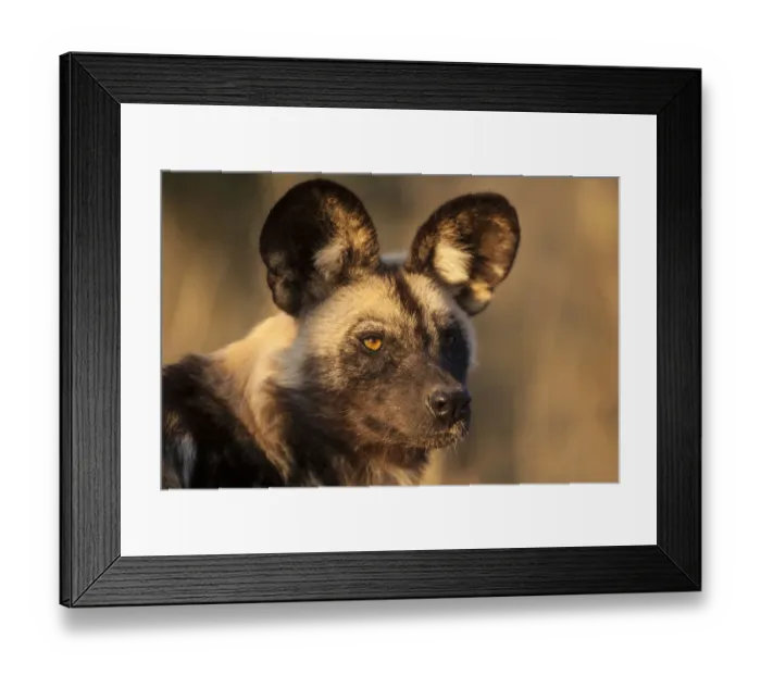 Framed Print : Africa, Namibia. Wild dog portrait. Credit as: Jim Zuckerman  /  Jaynes Gallery  /  DanitaDelimont
