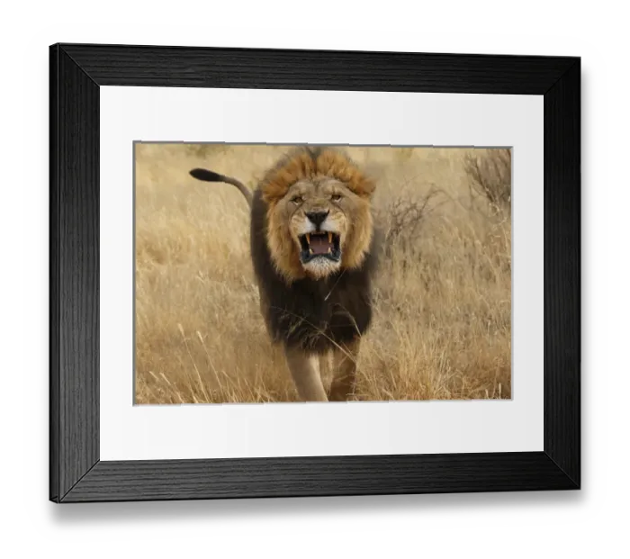Framed Print : Africa, Namibia. Aggressive male lion. Credit as: Jim Zuckerman  /  Jaynes Gallery  /  DanitaDelimont
