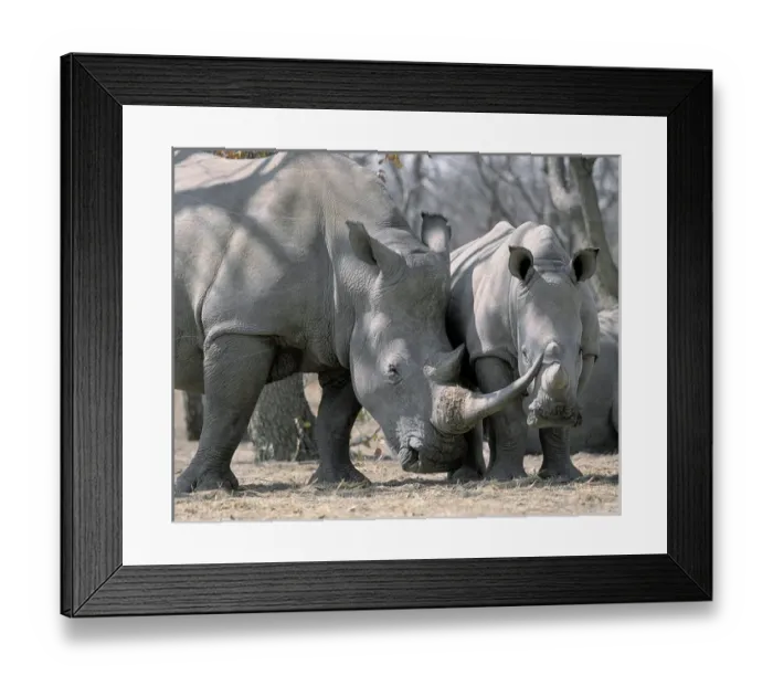 Framed Print : Africa, Namibia. White rhino mother and calf