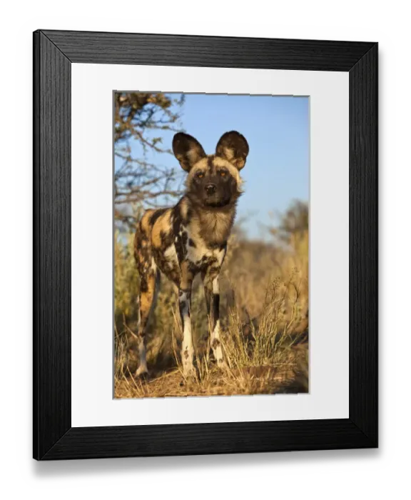 Framed Print : Africa, Namibia. Wild dog close-up. Credit as: Jim Zuckerman / Jaynes Gallery / DanitaDelimont Framed Print : Africa, Namibia. Wild dog close-up. Credit as: Jim Zuckerman / Jaynes Gallery / DanitaDelimont