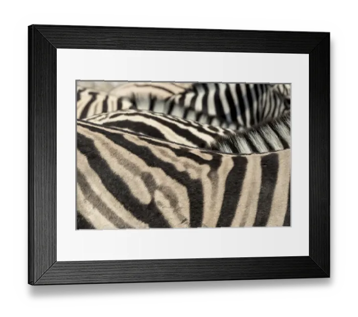 Framed Print : Africa, Namibia, Etosha National Park. Close-up of zebras Framed Print : Africa, Namibia, Etosha National Park. Close-up of zebras