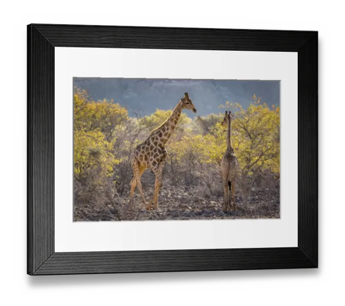Framed Print : Africa, Namibia, Twyfelfontein. Three giraffes amidst acacia trees Framed Print : Africa, Namibia, Twyfelfontein. Three giraffes amidst acacia trees