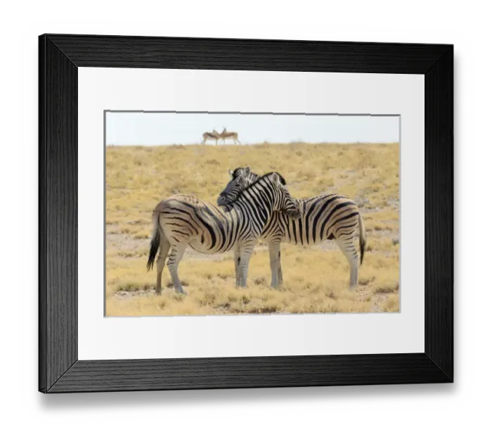 Framed Print : Africa, Namibia, Etosha National Park. Necking zebras with springboks in background Framed Print : Africa, Namibia, Etosha National Park. Necking zebras with springboks in background