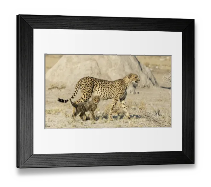 Framed Print : Africa, Namibia, Etosha National Park. Cheetah mother and cub Framed Print : Africa, Namibia, Etosha National Park. Cheetah mother and cub