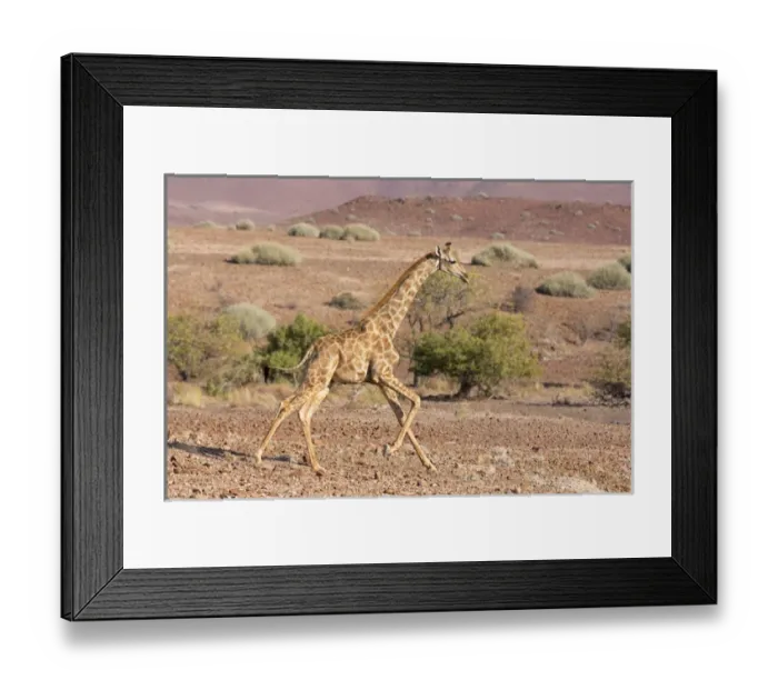 Framed Print : Africa, Namibia, Palmwag. Running giraffe