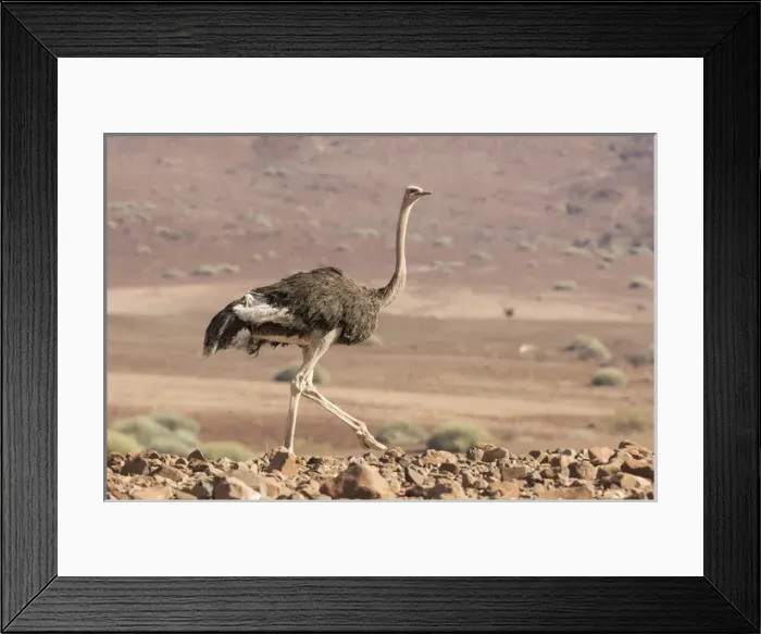 Framed Print : Africa, Namibia, Damaraland. Ostrich walking in the Palmwag Conservancy. Credit as