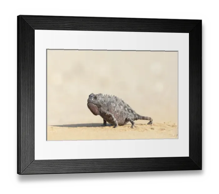Framed Print : Africa, Namibia, Swakopmund, Namaqua Chameleon, Chamaeleo namaquensis