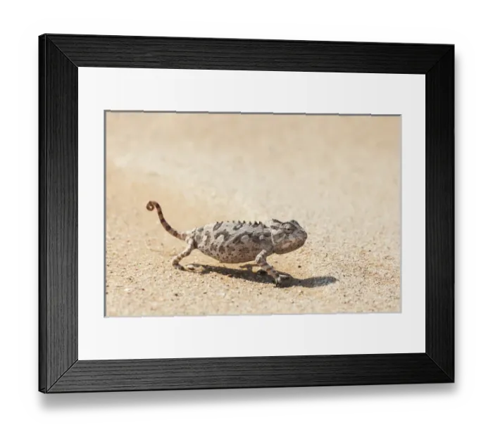 Framed Print : Africa, Namibia, Swakopmund, Namaqua Chameleon, Chamaeleo namaquensis Framed Print : Africa, Namibia, Swakopmund, Namaqua Chameleon, Chamaeleo namaquensis