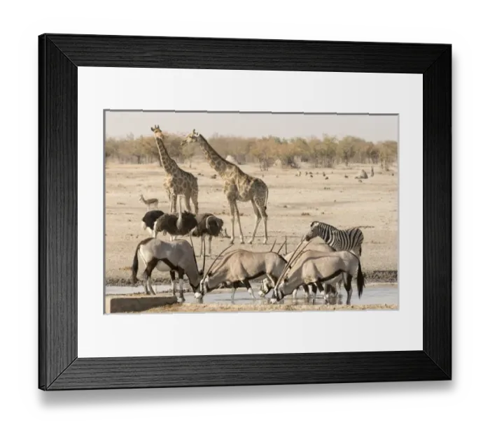Framed Print : Africa, Namibia, Etosha, National Park. Various animals at waterhole Framed Print : Africa, Namibia, Etosha, National Park. Various animals at waterhole