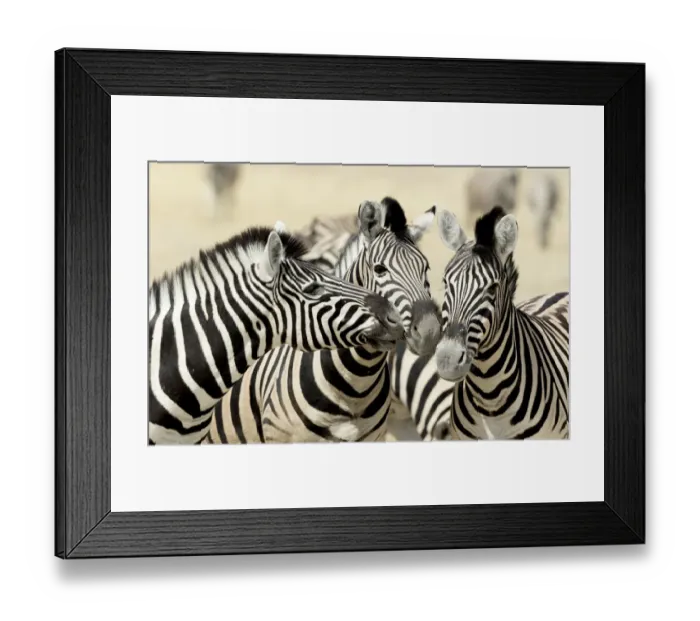 Framed Print : Africa, Namibia, Etosha, National Park. Three zebras nose to nose Framed Print : Africa, Namibia, Etosha, National Park. Three zebras nose to nose