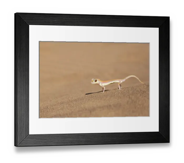 Framed Print : Africa, Namibia, Namib Desert. Palmetto gecko on sand