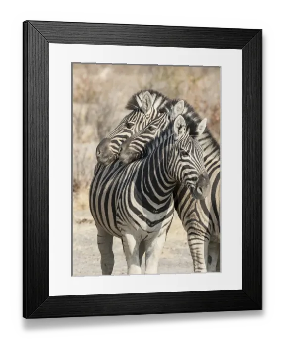 Framed Print : Africa, Namibia, Etosha National Park. Necking zebras Framed Print : Africa, Namibia, Etosha National Park. Necking zebras