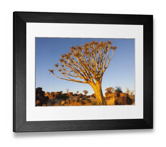 Framed Print : Africa, Namibia, Keetmanshoop, Quiver Tree Forest, (Aloe dichotoma), Kokerbooms Framed Print : Africa, Namibia, Keetmanshoop, Quiver Tree Forest, (Aloe dichotoma), Kokerbooms