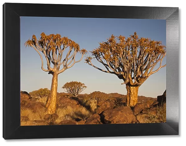 Africa, Namibia, Keetmanshoop, Quiver Tree Forest, (Aloe dichotoma), Kokerbooms