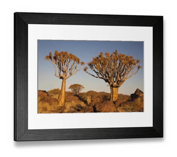 Framed Print : Africa, Namibia, Keetmanshoop, Quiver Tree Forest, (Aloe dichotoma), Kokerbooms
