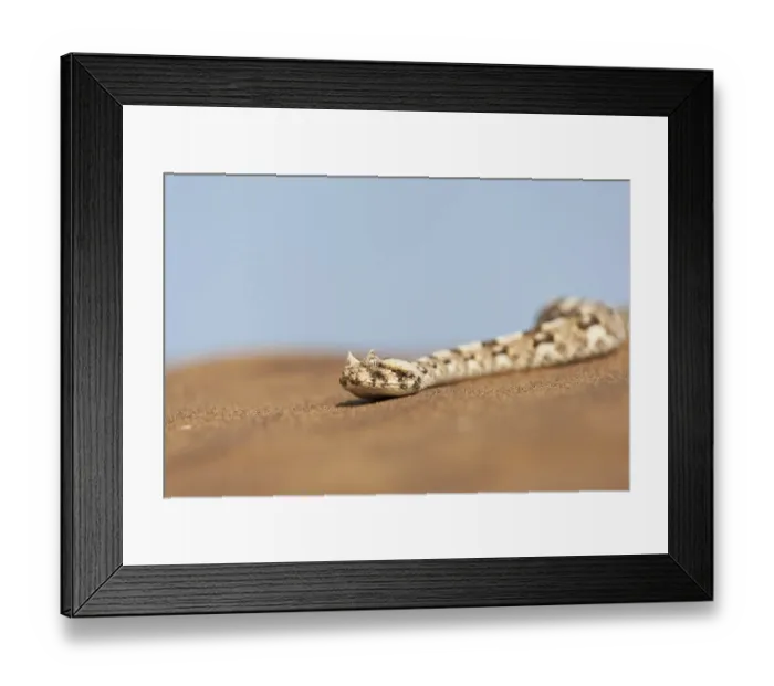 Framed Print : Africa, Namibia, Swakopmund, Horned Adder, Bitis candalis