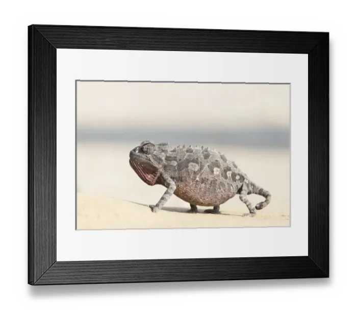Framed Print : Africa, Namibia, Swakopmund, Namaqua Chameleon, Chamaeleo namaquensis