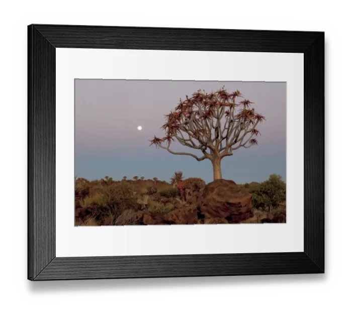 Framed Print : Africa, Namibia, Keetmanshoop, Quiver Tree Forest, (Aloe dichotoma), Kokerbooms