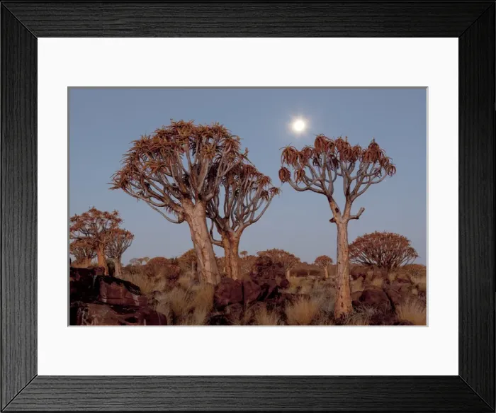 Framed Print : Africa, Namibia, Keetmanshoop, Quiver Tree Forest, (Aloe dichotoma), Kokerbooms