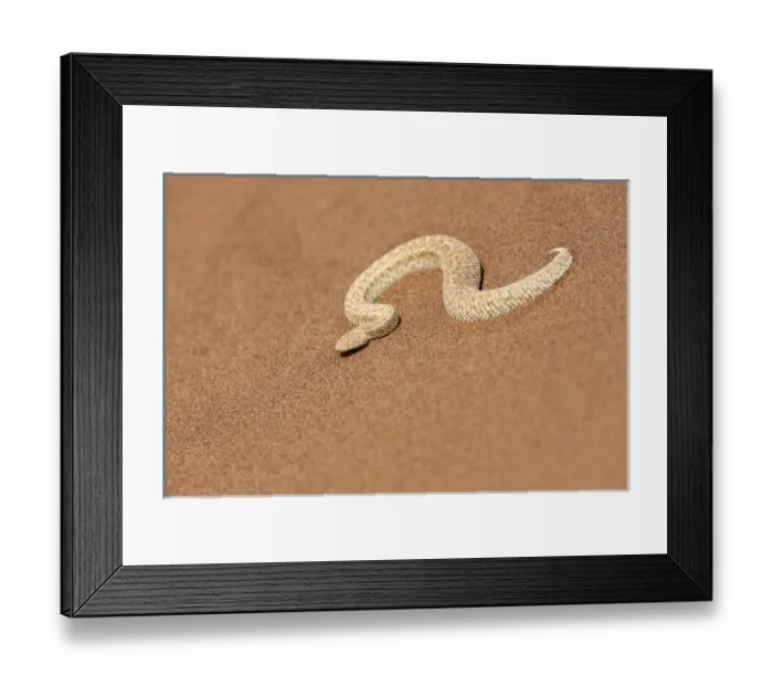 Framed Print : Africa, Namibia, Swakopmund, Peringueys Desert Adder, Bitis peringuey Framed Print : Africa, Namibia, Swakopmund, Peringueys Desert Adder, Bitis peringuey